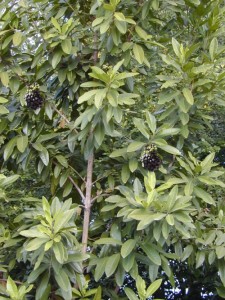 Pimento Tree